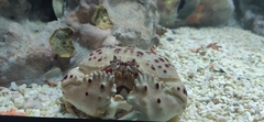 Calappa granulata