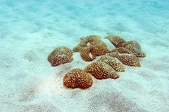Palythoa tuberculosa