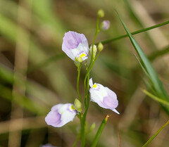 Utricularia livida