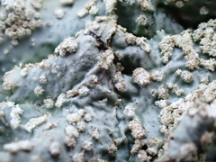 Punctelia subrudecta
