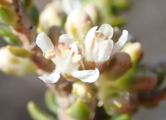 Agathosma roodebergensis