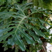 Tree Philodendron - Photo (c) Dra. Laura Elvia Uribe Lara, some rights reserved (CC BY-NC), uploaded by Dra. Laura Elvia Uribe Lara
