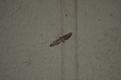 Eupithecia acutipennis