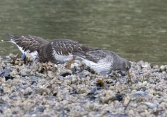 Calidris ptilocnemis