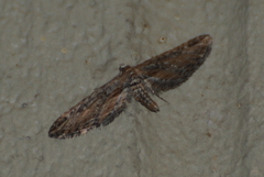Eupithecia acutipennis
