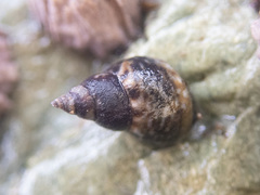 Littorina scutulata
