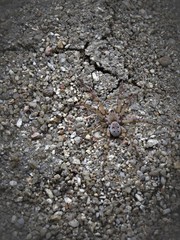 Arctosa perita