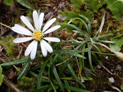 Celmisia major brevis