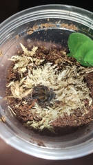 Harpactira pulchripes