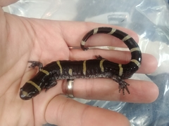 Ambystoma annulatum