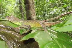 Ptyctolaemus gularis