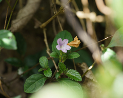 Strobilanthes tetrasperma