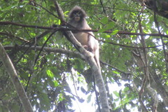 Trachypithecus phayrei