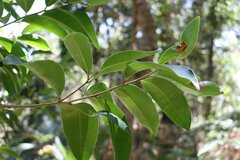 Litsea reticulata