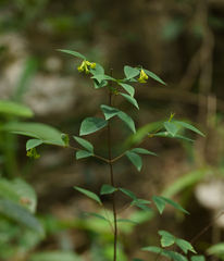 Wikstroemia nutans
