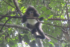 Trachypithecus phayrei