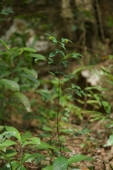 Wikstroemia nutans