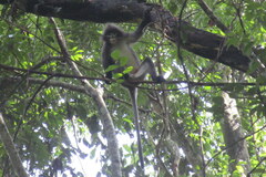 Trachypithecus phayrei