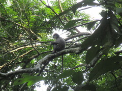 Trachypithecus phayrei