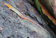 Sphenomorphus maculatus