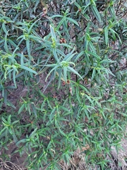 Cistus