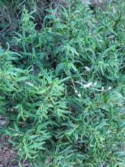 Cistus