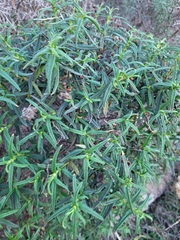 Cistus