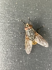 Calliphora stygia