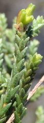 Diosma prama