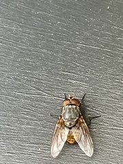 Calliphora stygia