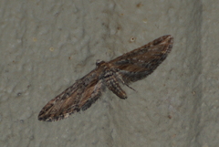 Eupithecia acutipennis