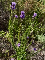 Selago villicaulis