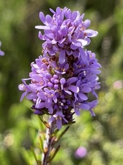 Selago villicaulis