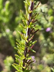 Selago villicaulis