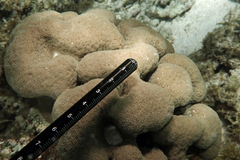 Physogyra lichtensteini