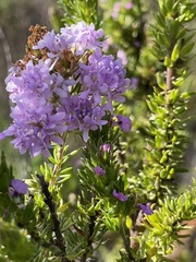 Selago villicaulis