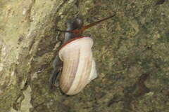 Ariophanta exilis