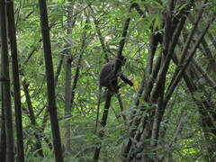 Trachypithecus phayrei