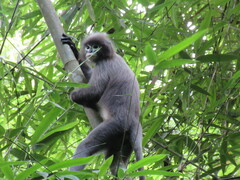 Trachypithecus phayrei