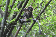 Trachypithecus phayrei