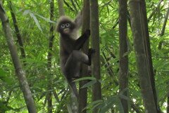 Trachypithecus phayrei