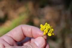 Lotus uliginosus