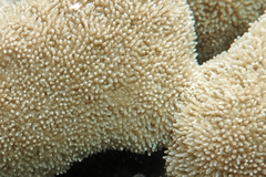 Physogyra lichtensteini