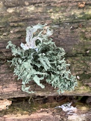 Ramalina fastigiata