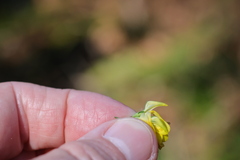Lotus uliginosus