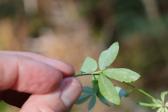 Lotus uliginosus