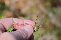 Lotus uliginosus