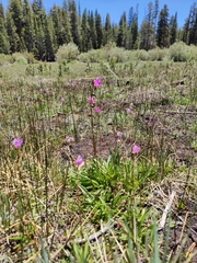 Primula tetrandra