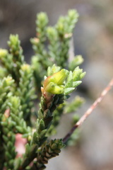 Diosma prama