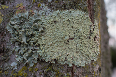 Flavoparmelia soredians